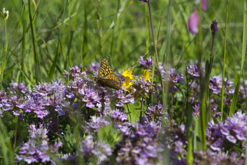 Conferma ID Euphydryas provincialis